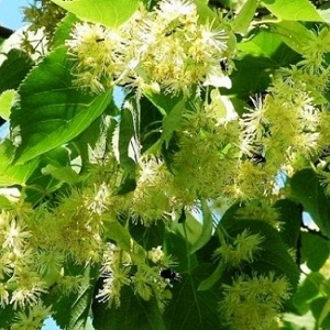 Опилки липовые оптом в Электростали от завода-производителя Лигнум Ресурс